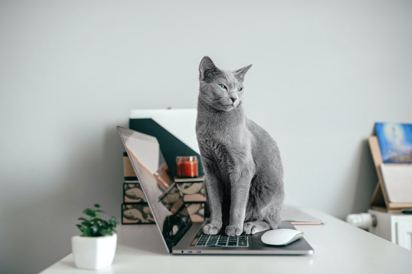 remote productivity at home work station with cat on laptop